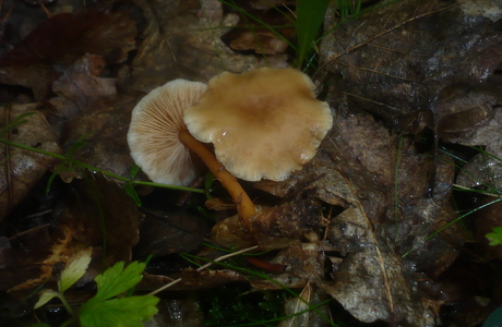 Wässriger Rübling (Gymnopus aquosus)